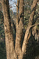 Dalbergia lanceolaria‎: Trunk in Kolkata, West Bengal, India.