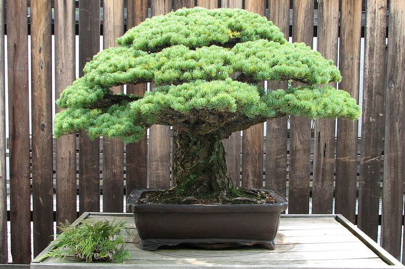 File:1024px-Japanese White Pine, 1625-2007.jpg