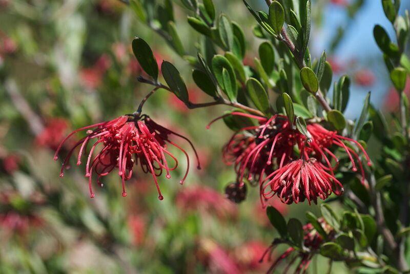 File:1280px-Grevillea speciosa.jpg
