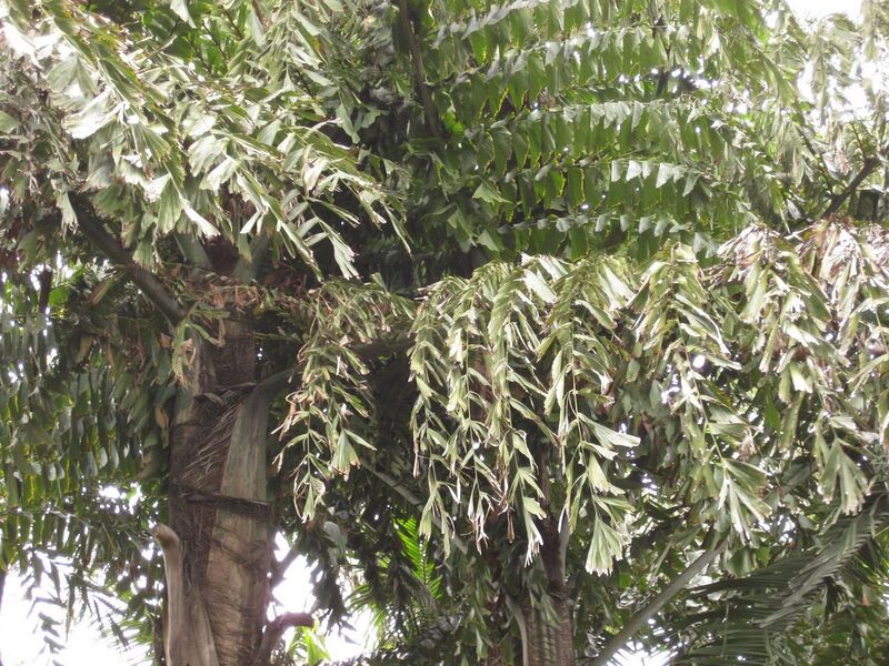 File:1280px-IMG 3924 hunt0904.jpg