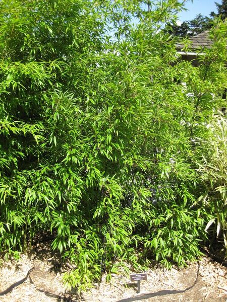 File:576px-IMG 0423 nybg09.jpg