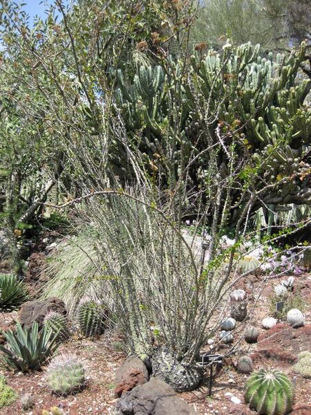 File:576px-IMG 4260 hunt0904.jpg