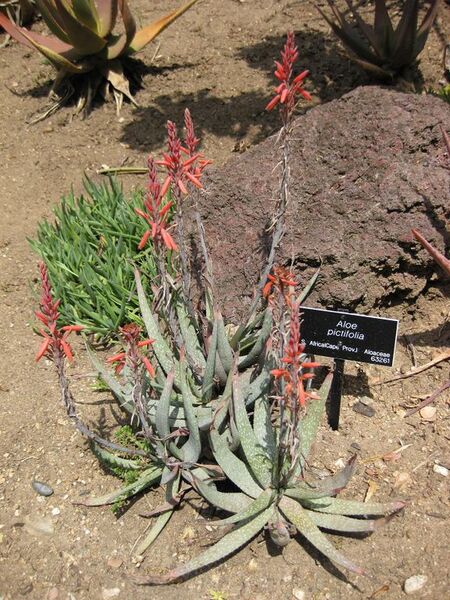 File:576px-IMG 4344 hunt0904.jpg