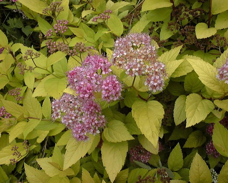 File:960px-Spiraea japonica.jpg
