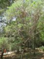 Acacia longifolia