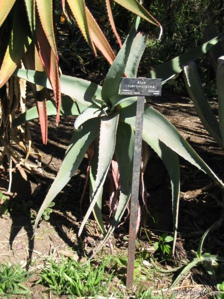 File:Aloe rubroviolacea-IMG 0348 hunt07.jpg