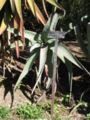 Aloe rubroviolacea