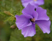 Alyogyne huegelii