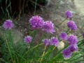 Close-up of a clump of chives