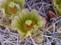 Thumbnail for version as of 22:08, 9 October 2008