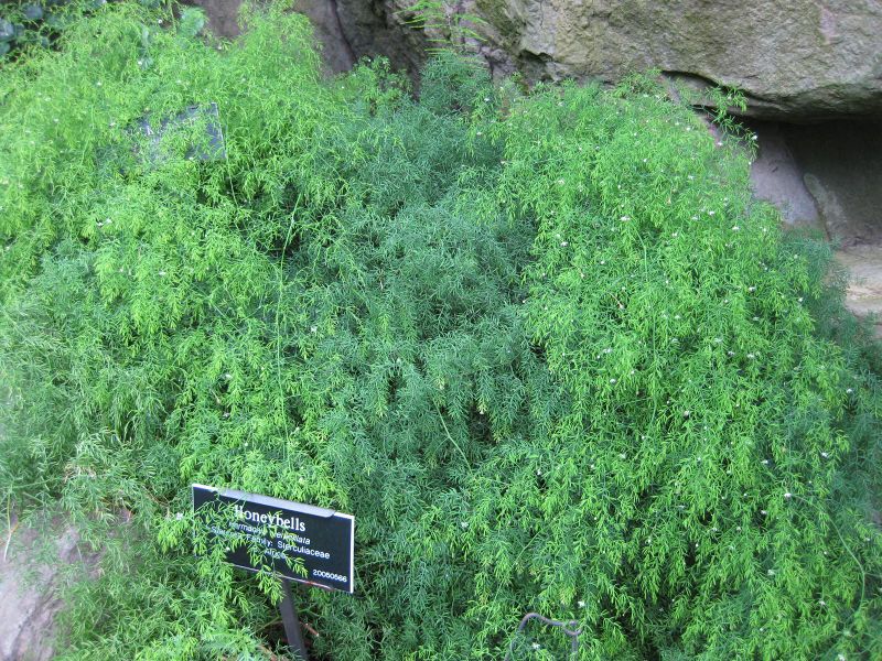 File:IMG 1227 bbg09.jpg