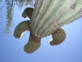 Looking up a saguaro