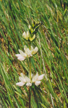 Lupinus microcarpus var. densiflorus