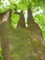 A moss-covered tree.