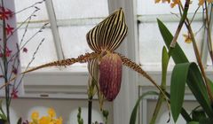 Paphiopedilum rothschildianum