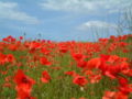 Thumbnail for version as of 04:56, 8 July 2007