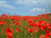 Poppies near Kelling, North Norfolk, UK, in June 2002