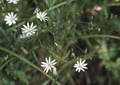 Lesser stitchwort