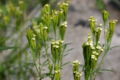 Tagetes minuta