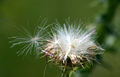 Thumbnail for version as of 06:51, 4 November 2007