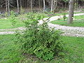 Young Asunaro plant