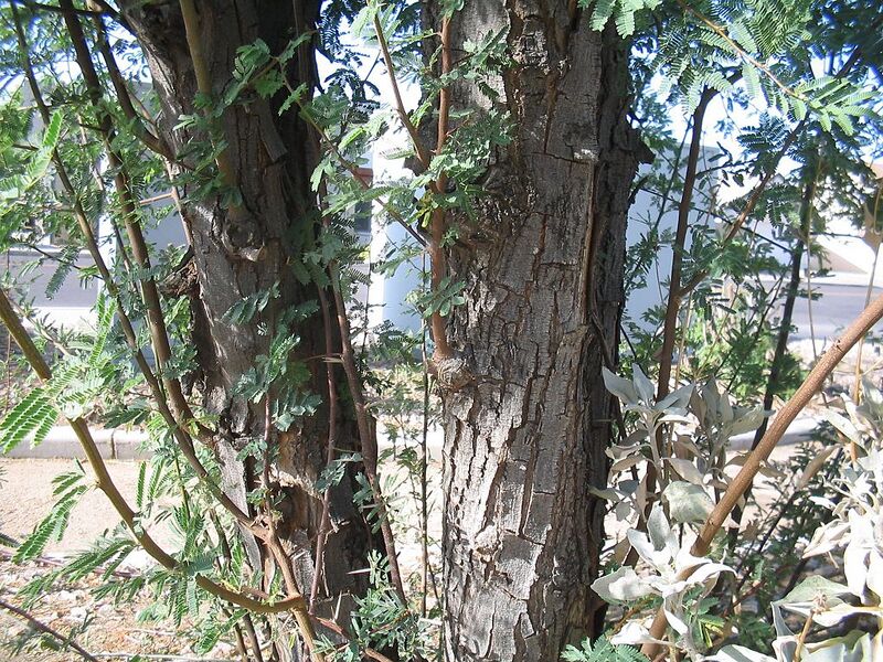 File:1024px-Acacia-smallii-bark.jpg