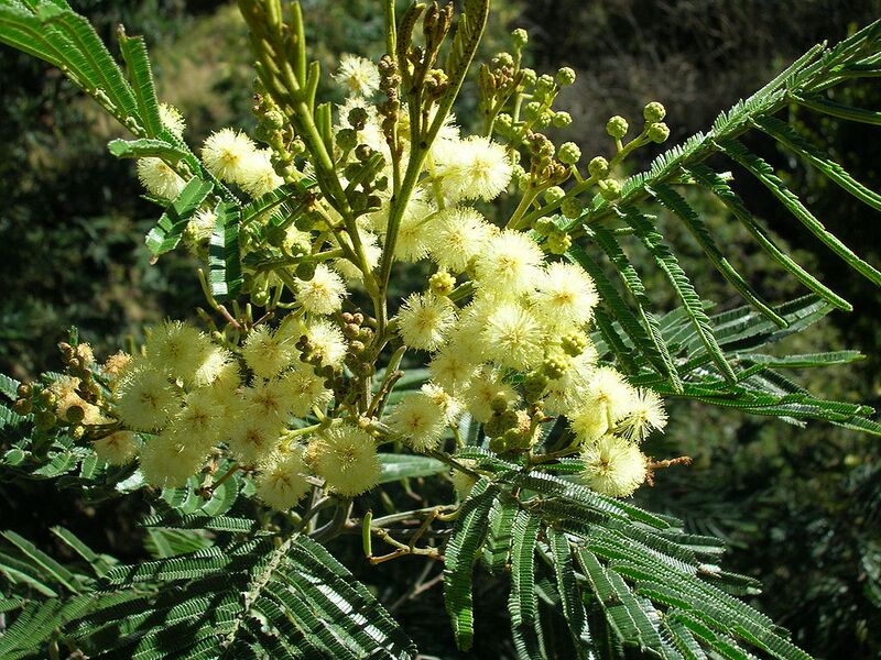 File:1024px-Acacia mearnsii blossoms.jpg