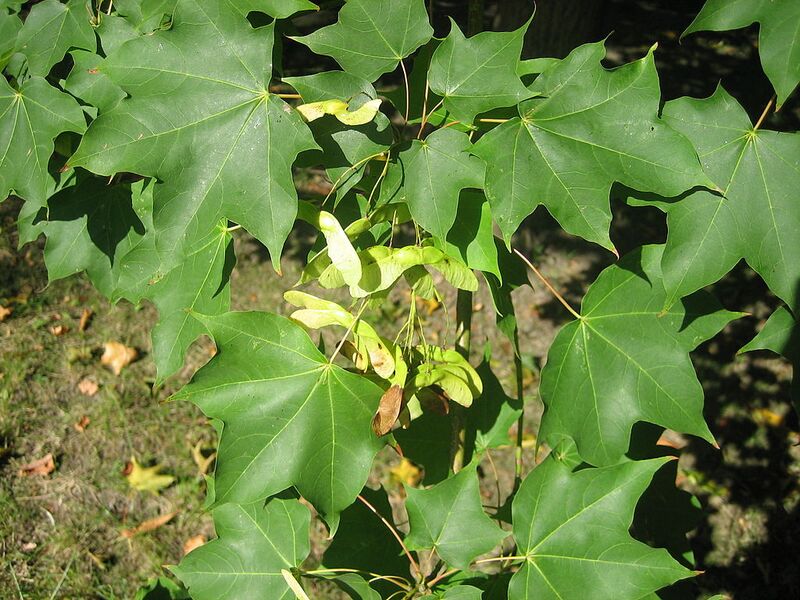 File:1024px-Acer cappadocicum 1.jpg