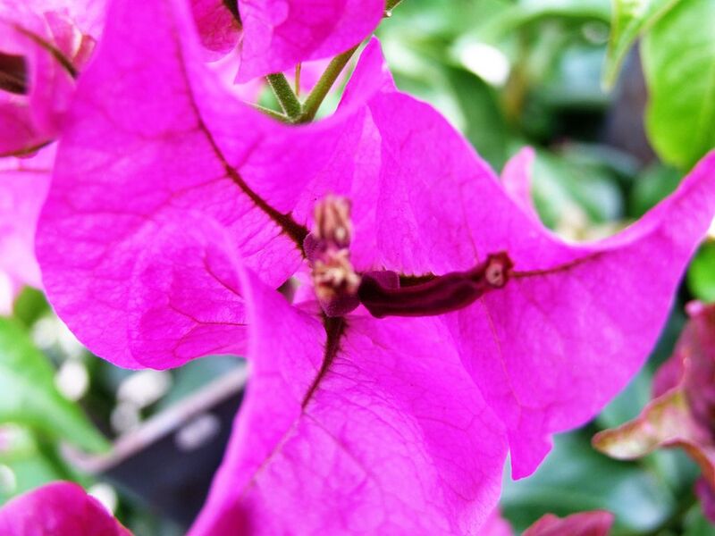 File:1024px-DSCF4904-Bougainvillea-Taormina-Sicilia-Italy-Castielli CC0 HQ.jpg
