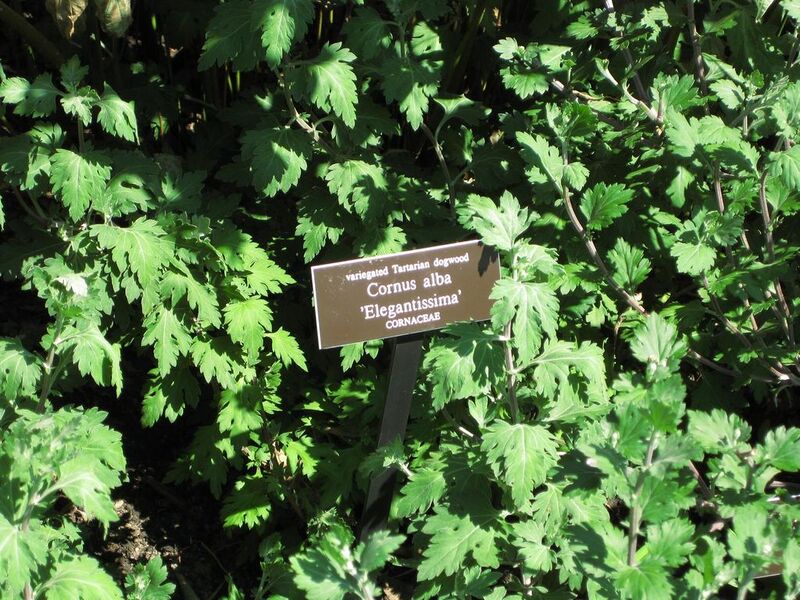 File:1024px-IMG 0154 nybg09.jpg