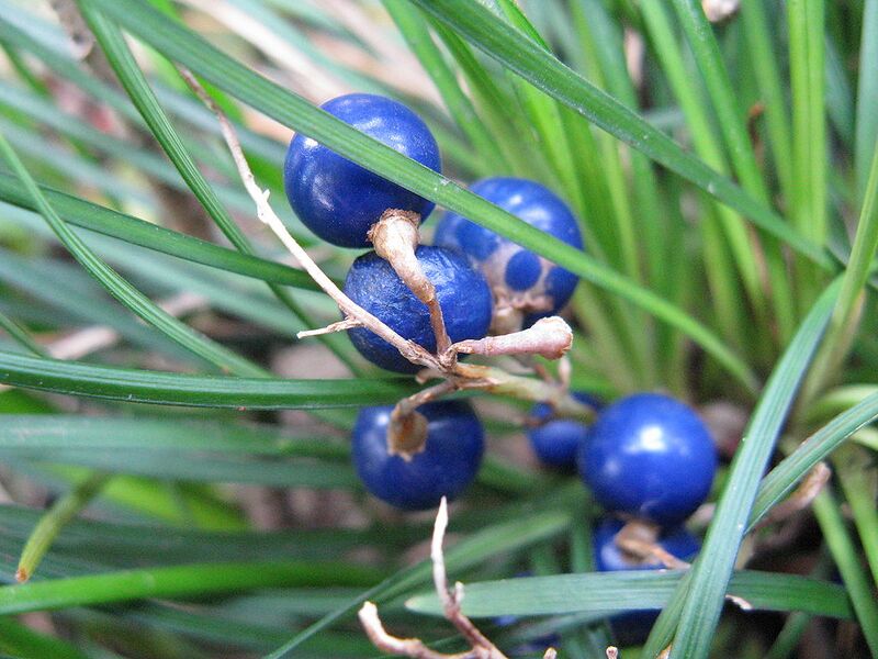 File:1024px-Ophiopogon japonicus2.jpg