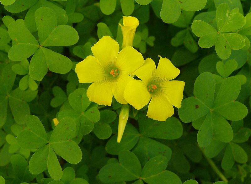 File:1024px-Oxalis-pes-caprae0021c.jpg