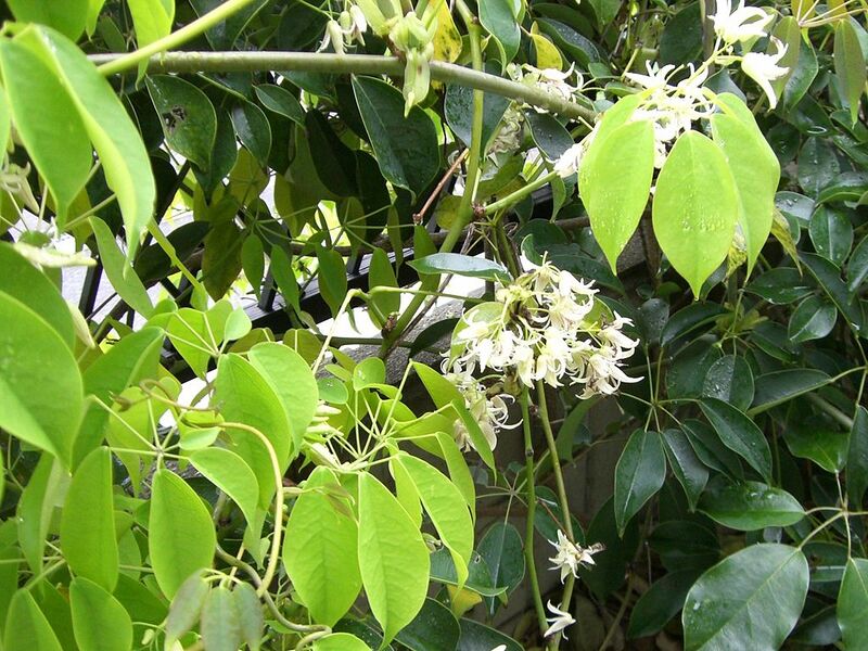 File:1024px-Stauntonia hexaphylla Mube flower01.jpg