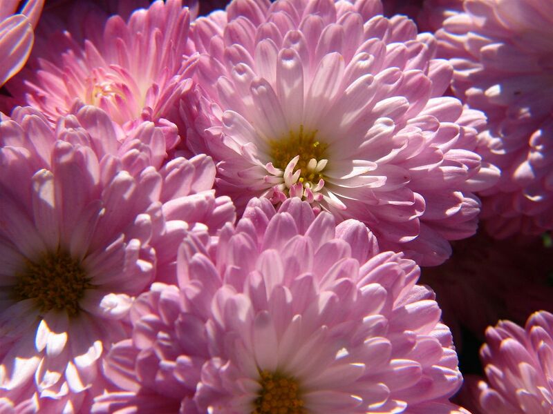 File:1280px-Autumn Chrysanthemums-7986.jpg