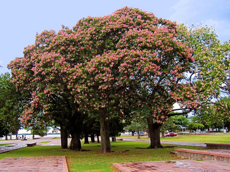 File:1280px-Ceiba speciosa 1.jpg