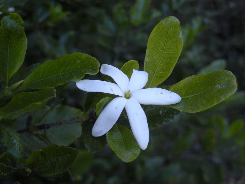 File:1280px-Gardenia psidioides flower.jpg