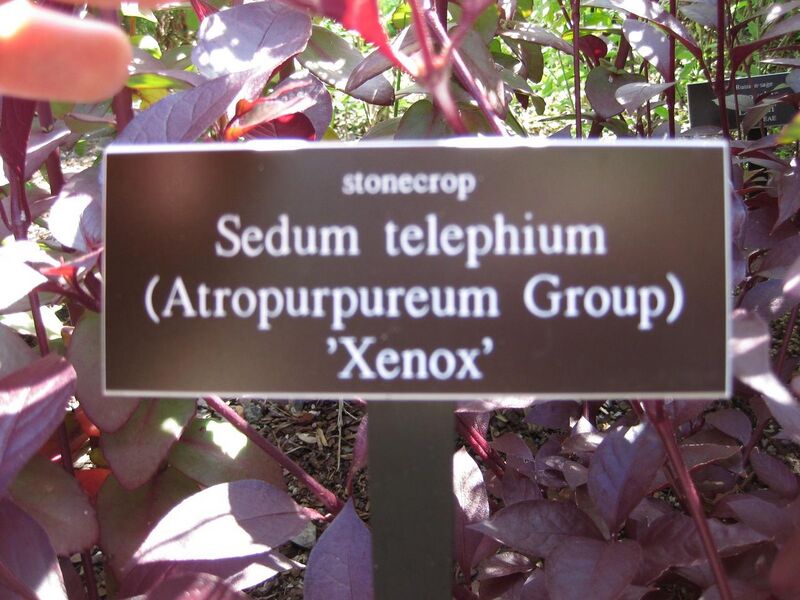 File:1280px-IMG 0015 nybg09.jpg