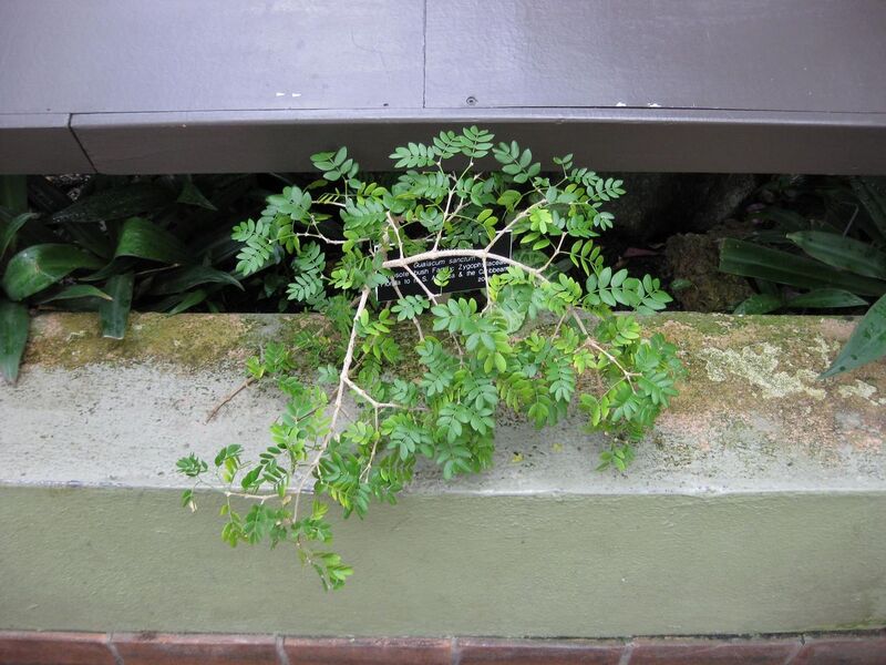 File:1280px-IMG 0946 bbg09.jpg