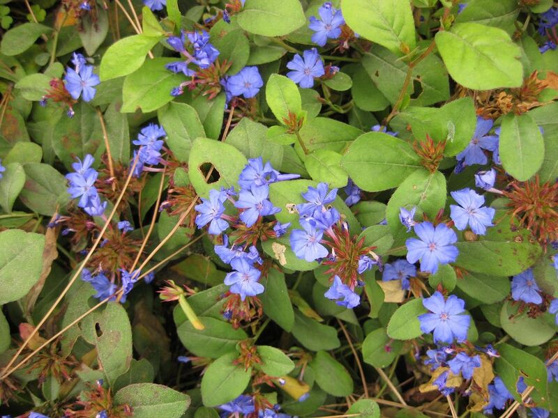 File:1280px-IMG 1386 bbg09.jpg