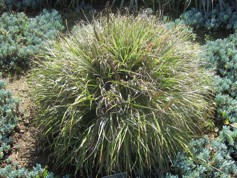 File:1280px-IMG 2378 hunt0903.jpg