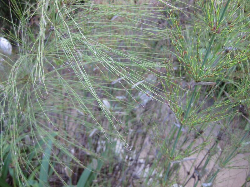 File:1280px-IMG 2692 ucla09.jpg