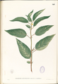 Thumbnail for version as of 09:21, 29 April 2025