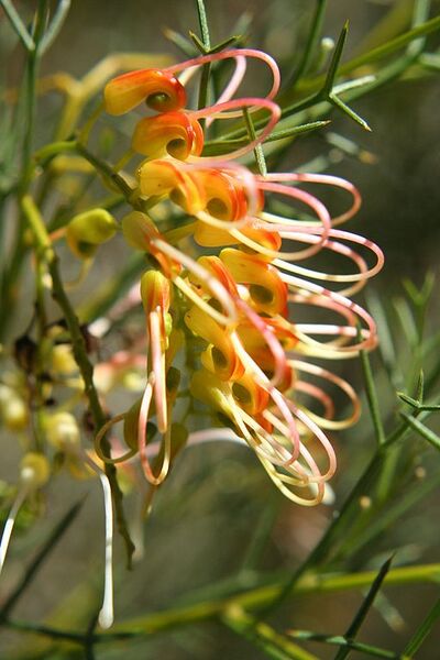 File:512px-Grevillea dielsiana.jpg