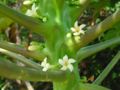 female flowers
