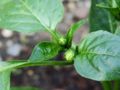 Pepper flower buds