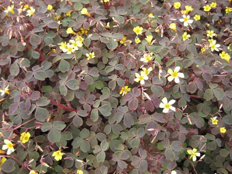 File:IMG 5200 hunt0904.jpg