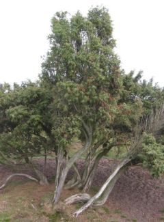 Juniperus communis shrubs in The Netherlands