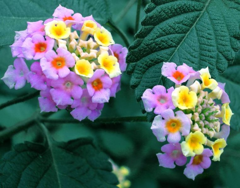 File:Lantana-5552.jpg