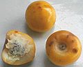 Nance fruit from B. crassifolia