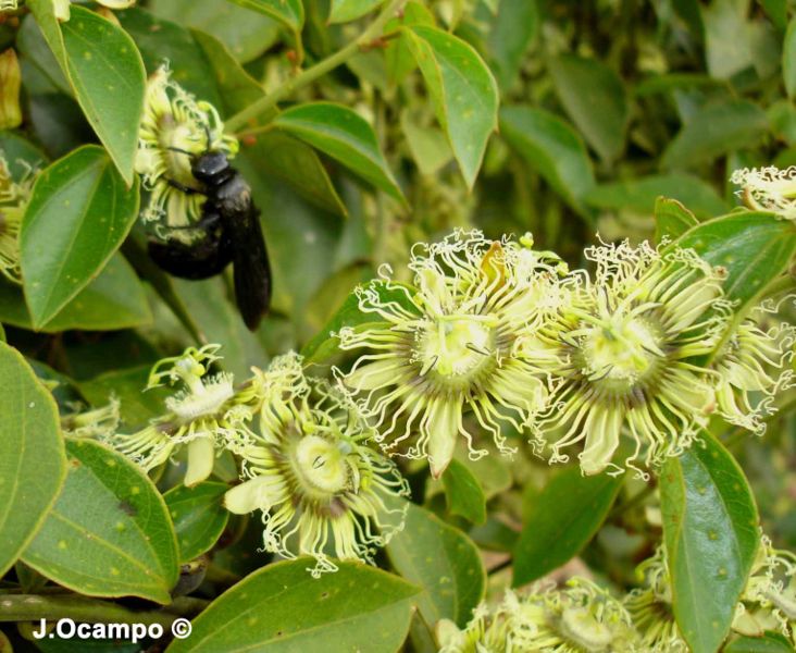 File:Passiflora auriculata Kunth.jpg